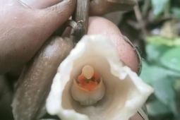 Balai Besar TNBTS identifikasi temuan dua spesies anggrek baru