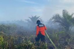 BPBD Kalbar laksanakan program pembasahan lahan cegah karhutla