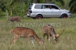 Seekor rusa di Tol Serpan mati tertabrak mobil