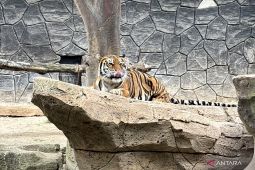 Harimau Bandung Zoo Mati Lagi, Edwin Senjaya Sebut Ada Kelalaian