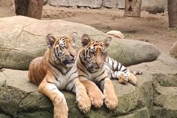 Kemenhut tingkatkan biosekuriti cegah FPV pascakematian harimau di Bandung Zoo