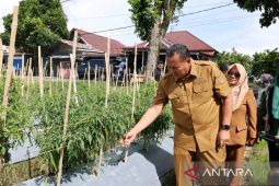 Warga Pariaman manfaatkan sawah terbengkalai luas 1 hektare tanam ribuan batang cabai