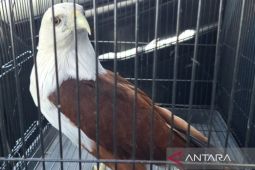 BKSDA evakuasi elang bondol yang dipelihara warga di Badung