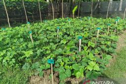 Mahasiswa UNG analisis pertumbuhan Kacang Hijau melalui pemupukan dan penyiangan