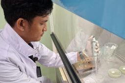 Ekstrak Mangrove terbukti pertahankan kesegaran Udang Vannamei