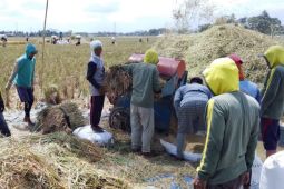 Menjaga lumbung pangan tetap produktif di tengah ancaman El Nino