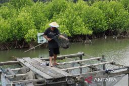 Sekolah Lapang Kaltim untuk kelangsungan iklim pesisir