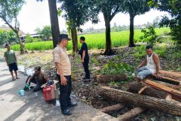 Pohon tumbang tutup akses jalan tiga kecamatan di OKU Timur Sumatera Selatan