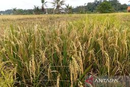 Transformasi ekonomi Kukar perkuat fondasi pangan