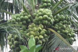 Suripno apresiasi rencana pengembangan kelapa genjah di Kalsel
