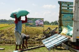 Sektor pertanian-kehutanan sumbang PDRB Madiun Rp27,48 M pada 2025