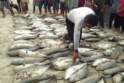 DKP sebut puluhan ton ikan segar terserap untuk MBG di Simeulue
