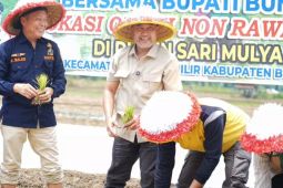 Pemkab Bungo imbau petani kembangkan padi Inpari IR Nutri Zinc