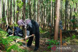 Otorita IKN terus hijaukan kawasan ibu kota negara baru Indonesia