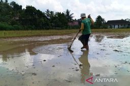 Pekebun rakyat jadi petani makmur di Kalimantan Timur