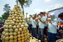 Petrokimia Gresik tingkatkan produktivitas melon Pantura Jatim