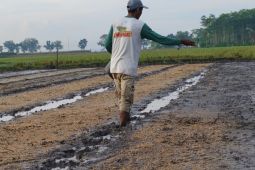 Pertanian berbasis efisiensi air jadi strategi Lumajang hadapi kemarau