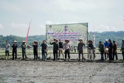 Pemkab Ciamis bertahap memperluas sistem tanam padi organik