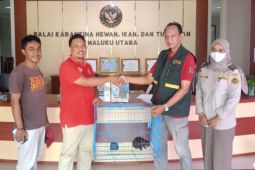 BKSDA Maluku lepas liarkan kuskus hasil penyerahan dari karantina usai diobservasi