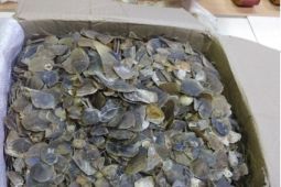 Kemenhut bersama Polda Sumut gagalkan perdagangan 22 kg sisik trenggiling di Medan