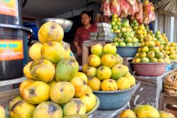 Pemkab Sumedang mendorong komoditas mangga dan cabai di program HDDAP