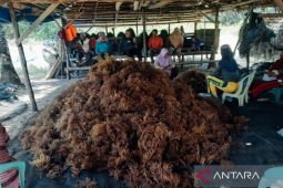 Gorontalo Utara fokus pembudidayaan bibit rumput laut