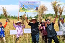 IKN dan IPB hasilkan panen padi gogo 20 hektare di Muara Jawa