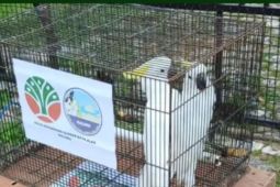 BKSDA Maluku dan BRIN lepasliarkan kakatua koki di hutan adat Karangguli