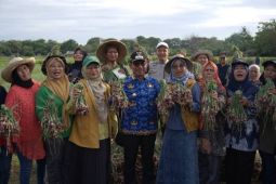 Legislator dorong Pemkot Tangerang kembangkan urban farming