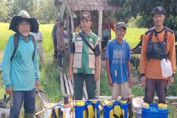 Pemkab Simeulue bantu petani atasi hama padi