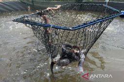 DKPP Cirebon berikan pendampingan untuk budidaya ikan lele bioflok