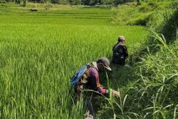 Berburu tikus serentak di pesawahan Kuningan