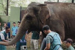 Meski ditutup untuk umum,  kondisi satwa di Bandung  Zoo sehat dan terjaga