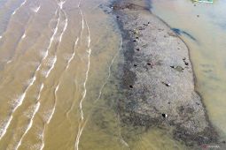 Nelayan mencari kerang hijau saat laut surut