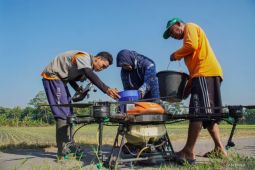 Pengendalian hama padi dengan drone di Lumajang