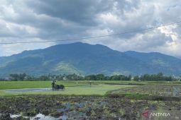 Dispertan Garut menargetkan produksi padi 631.490 ton tahun 2026