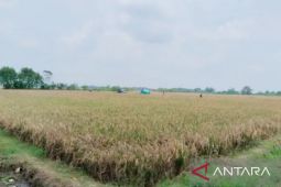 Realisasi luas tambah tanam padi di Karawang capai 18.339 hektare