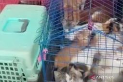Dinkes Mukomuko tangani 47 kasus gigitan hewan penular rabies