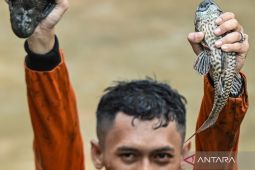 Hati-hati! Ikan Sapu-sapu Mulai Muncul di Sungai Cirebon