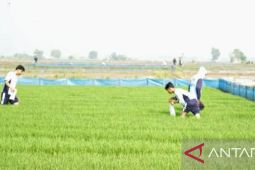 Kementan gulirkan Gerakan Pengendalian Penggerek Batang upaya tekan hama padi di Karawang