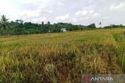 Berau lindungi pertanian dari dampak kemarau