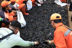 Menyapu ikan sapu-sapu, dilema hama yang bernilai ekonomi