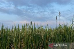 DKP3 Majalengka pastikan stok pupuk subsidi aman untuk musim tanam II