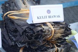 Karantina Sumut musnahkan 1.984 kulit biawak tanpa dokumen kesehatan