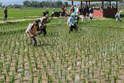 Pemkab Kuningan masifkan gerdal hama dan mitigasi jaga produksi padi