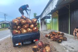 Harga Sawit di Abdya melewati Rp3.000 per kg di tengah kelangkaan pupuk KCL