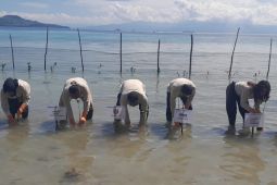PNM tanam 5.000 bibit mangrove di Tulehu