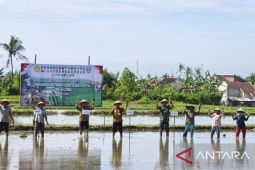 Banyuwangi percepat tanam padi antisipasi dampak kemarau