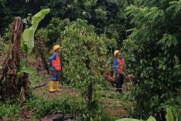 PLN Babel pastikan kelistrikan Bangka Belitung telah pulih 100 persen