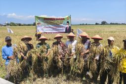Legislator: Panen raya di Sidoarjo momentum penguatan ketahanan pangan